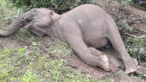 யானை