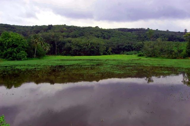 சிற்றாறு அணை வனப்பகுதி