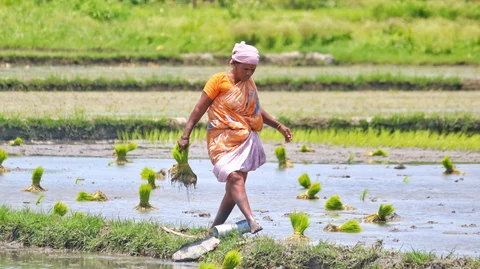நெல் நாற்றுக்களை நடவுசெய்யும் விவசாயி