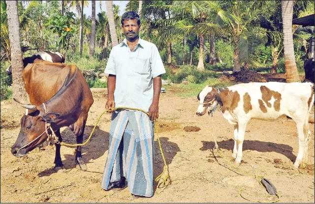 cow