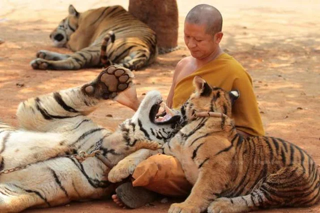 Tiger