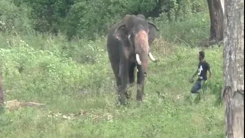 Mudumalai Kumki elephant Jhon