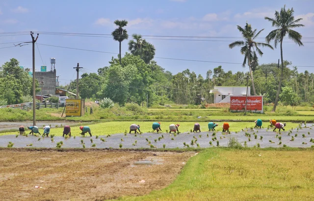 நாற்று நடும்பணியில் விவசாயிகள்