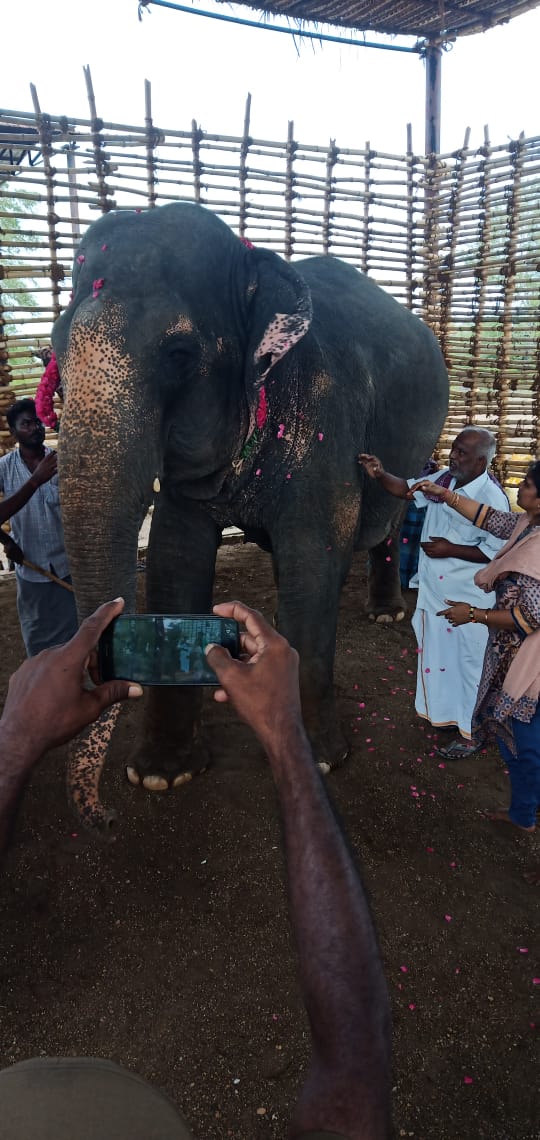 elephant