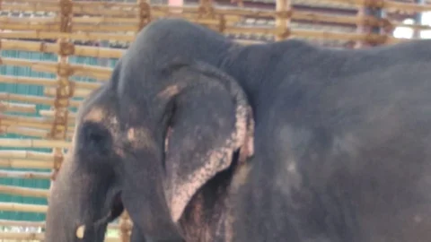 elephant