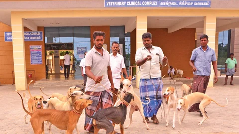 கால்நடை