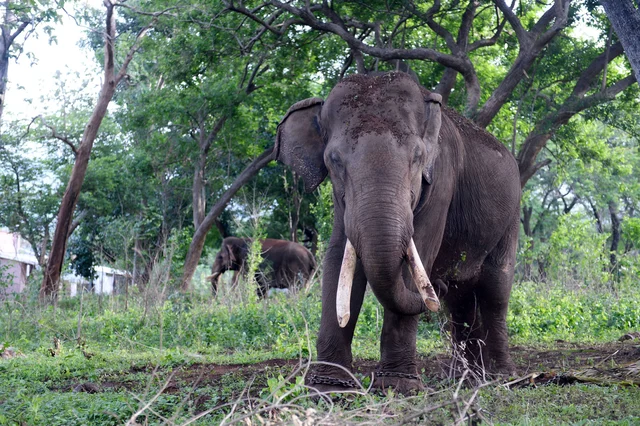 Elephant