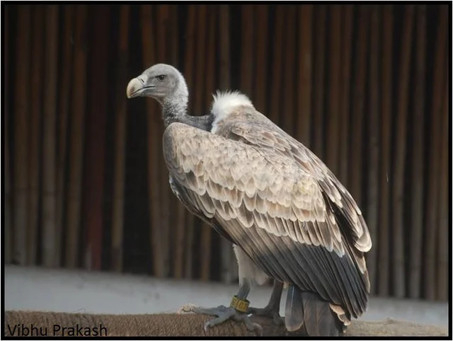 vulture