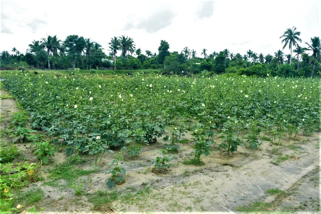 வெண்டை சாகுபடி