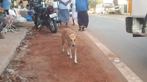 தெரு நாய், மாமல்லபுரம்