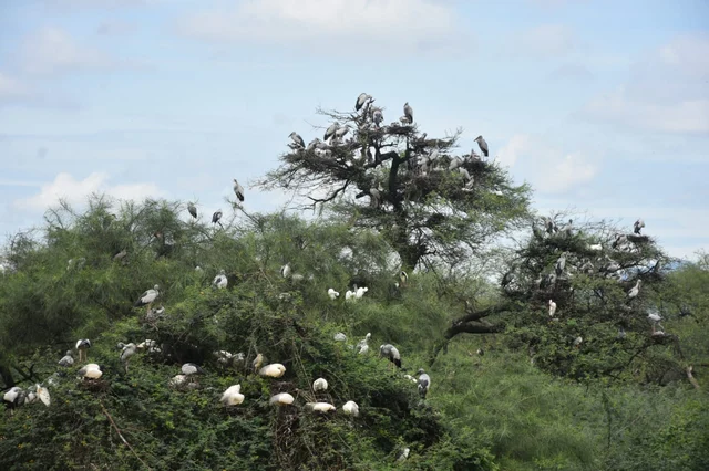 பறவைகள்