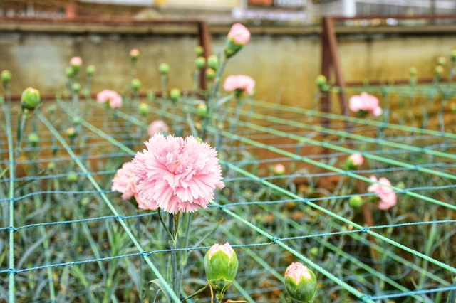 carnation flowers
