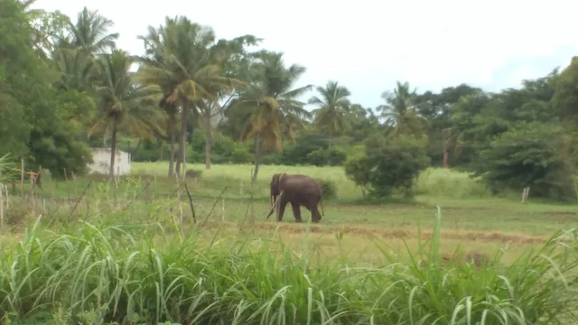 crowbar elephant