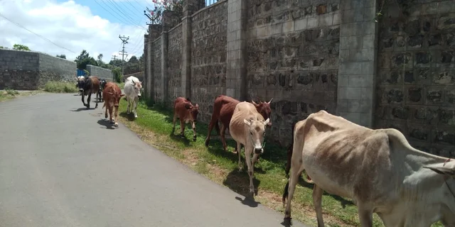 மாடுகள்