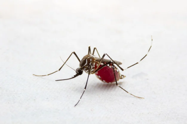 Dengue