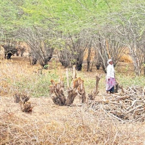 சீமைக் கருவேல மரம்