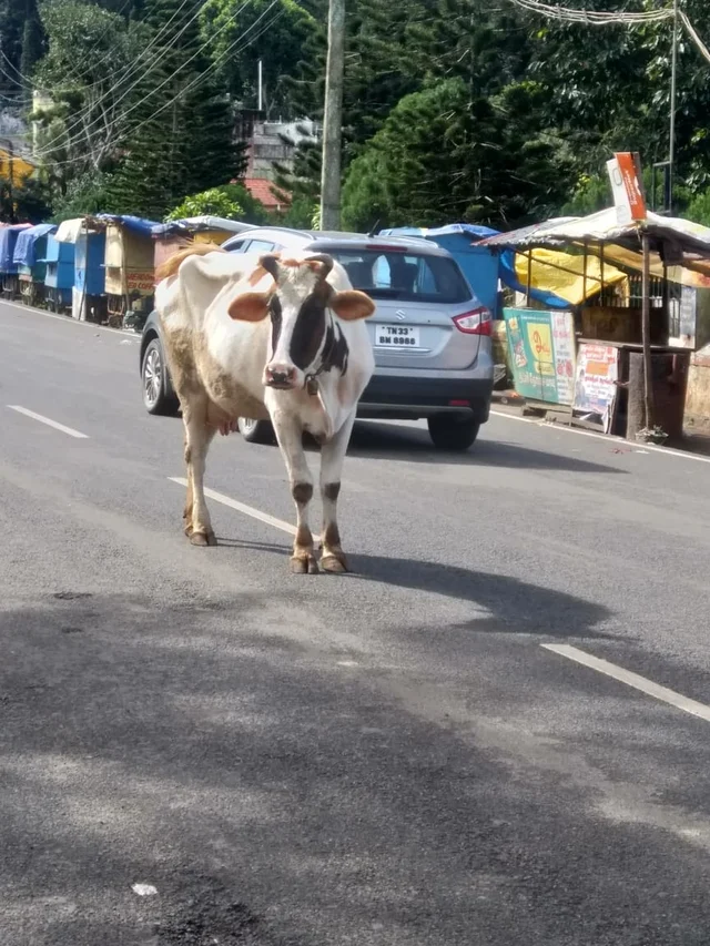 மாடு
