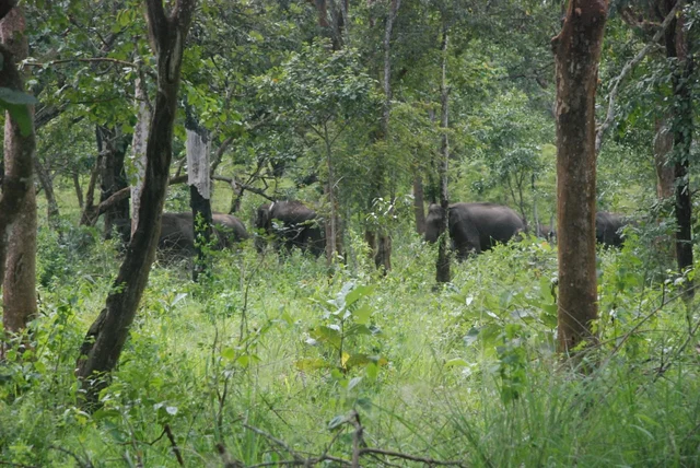 crowbar elephant
