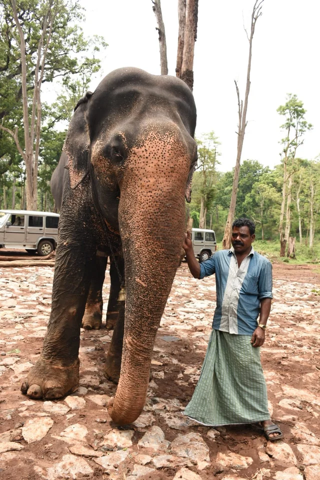 கிருஷ்ணமூர்த்தி யானை
