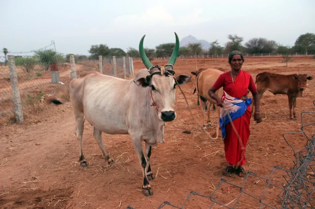 கொலை செய்யப்பட்ட எல்லம்மாள்