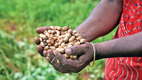 நிலக்கடலை