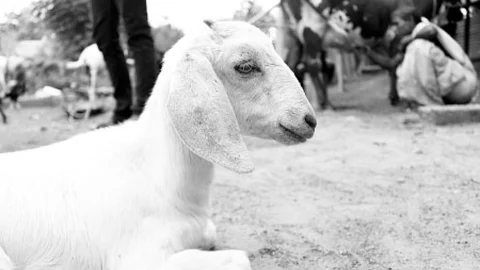 Goat - File photo