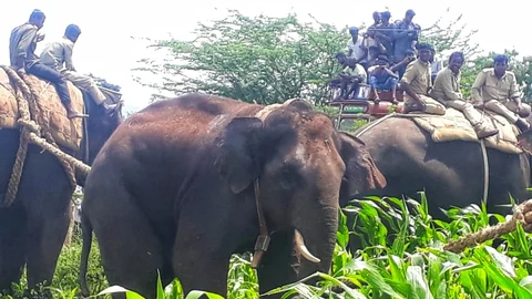 crowbar elephant