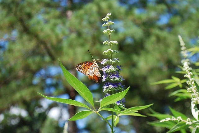 Vitex
