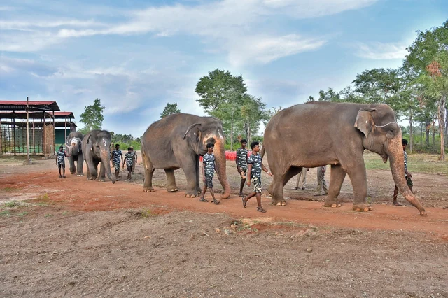 யானைகள் வாக்கிங்