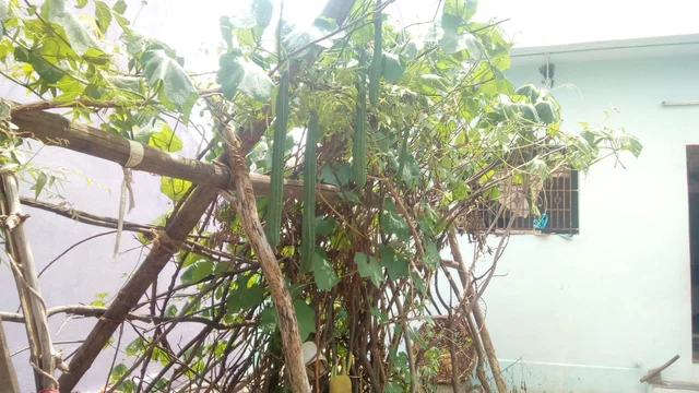 காய்கறித் தோட்டம்