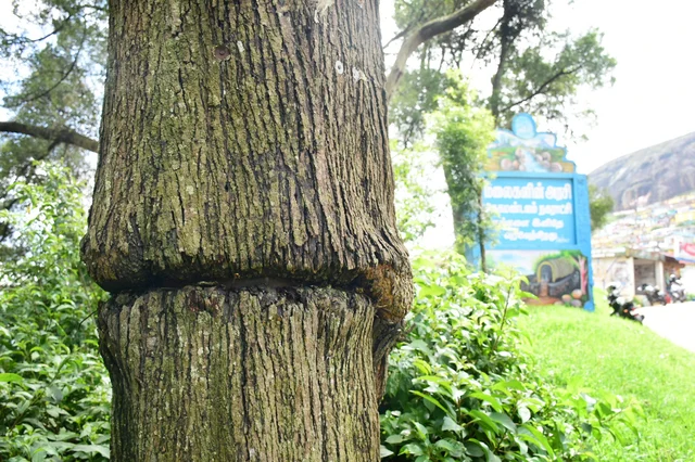 கம்பி வேலியால் பாதிக்கப்பட்ட மரம்