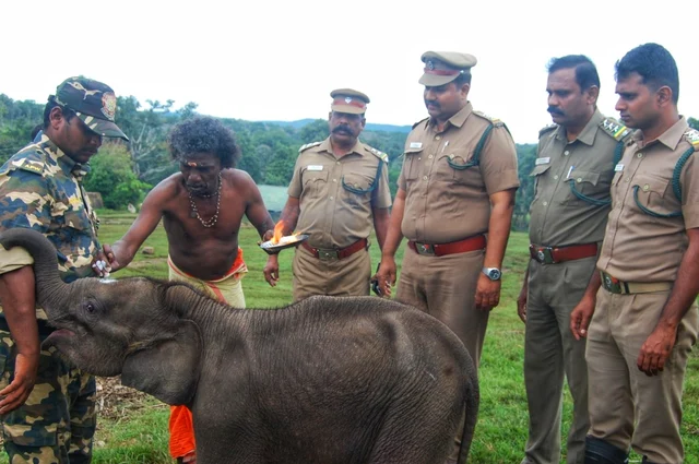 `அம்முவை அம்மாவுடன் சேர்க்க முடியல...'- தெப்பக்காடு முகாமுக்கு கொண்டுவரப்பட்ட குட்டியானை!