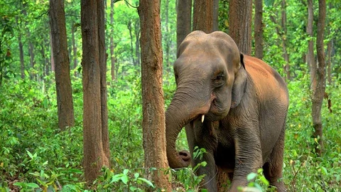 ஆசிய யானை