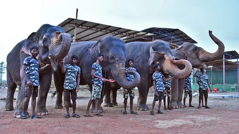 திருச்சி காப்பகத்தில் யானைகள்