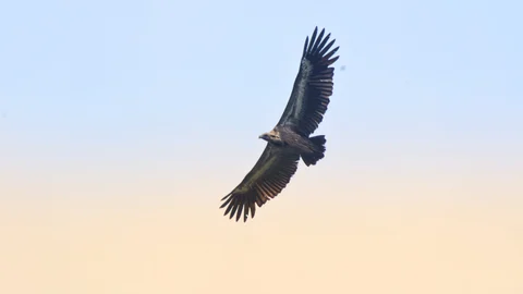 Save Vulture