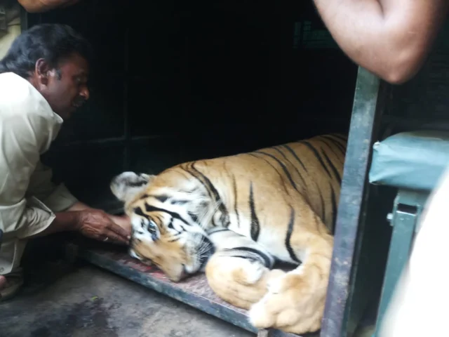 புலி