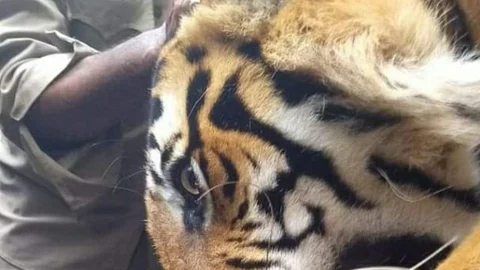 புலி