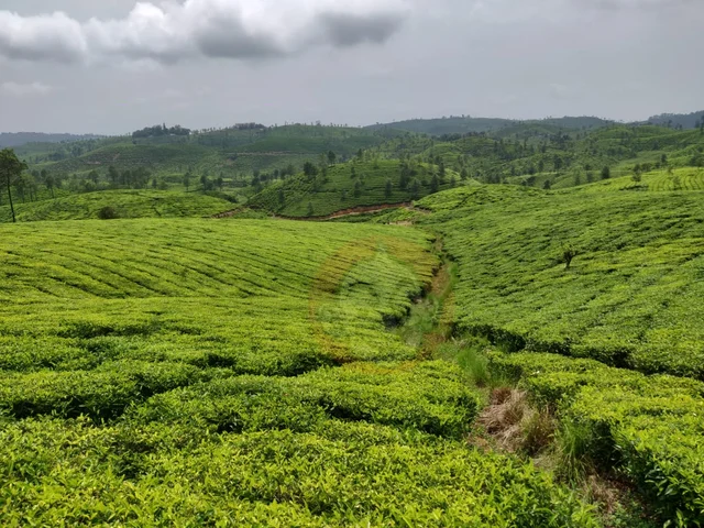 வால்பாறை