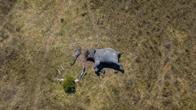 Disconnection Elephant
