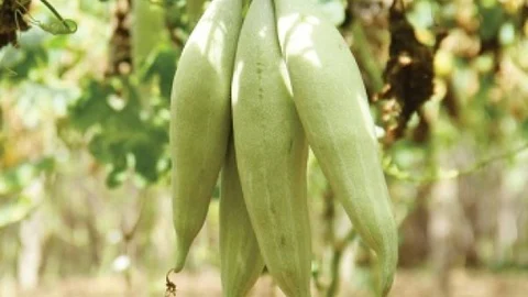 Snake Gourd (Vegetable)