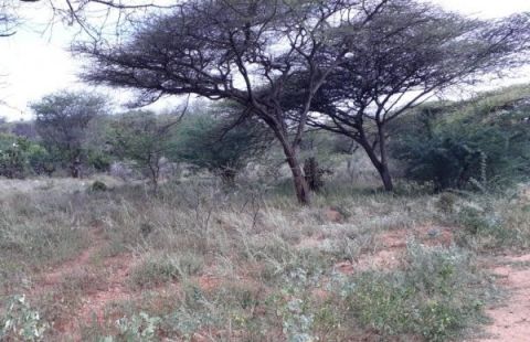 சாலி மரம்