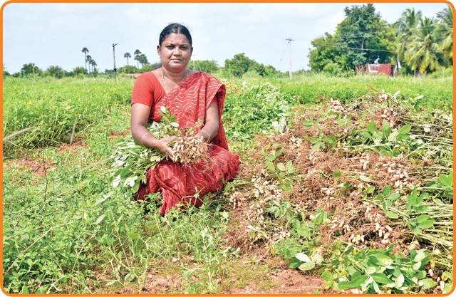 அறுவடை செய்த நிலக்கடலையுடன் பரமேஸ்வரி