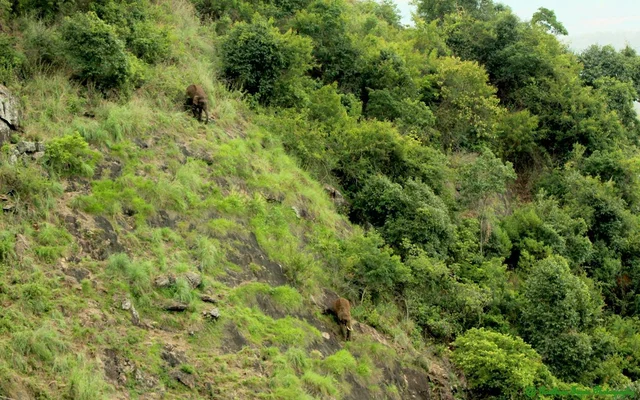 நீலகிரி மலை சரிவில் யானைகள்