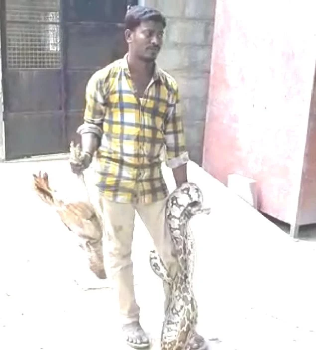 மலைப்பாம்பு