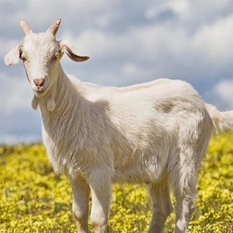 Goat - File Photo