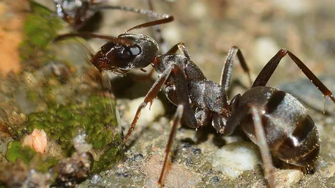 எறும்புகள்
