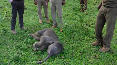 elephant calf found dead