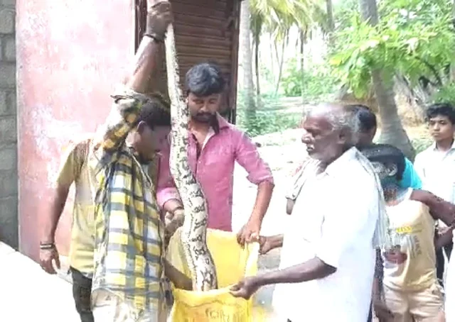 மலைப்பாம்பு