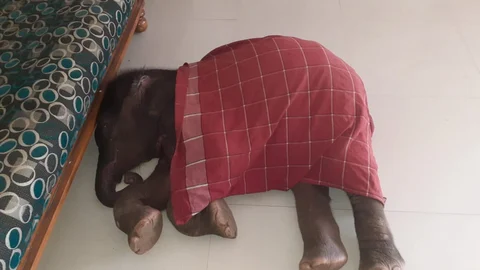 ஓய்வெடுக்கும் அம்முகுட்டி யானை