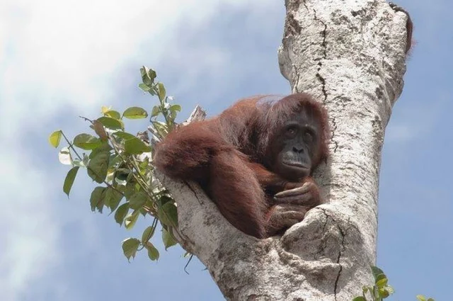 Orangutan